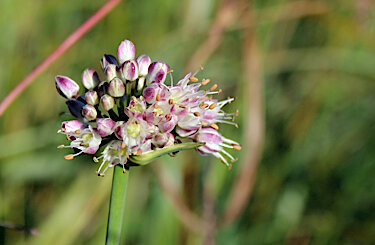 Eine Blüte des Wohlriechenden Lauches
